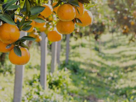 नारंगी के बगीचे में लटके हुए संतरे