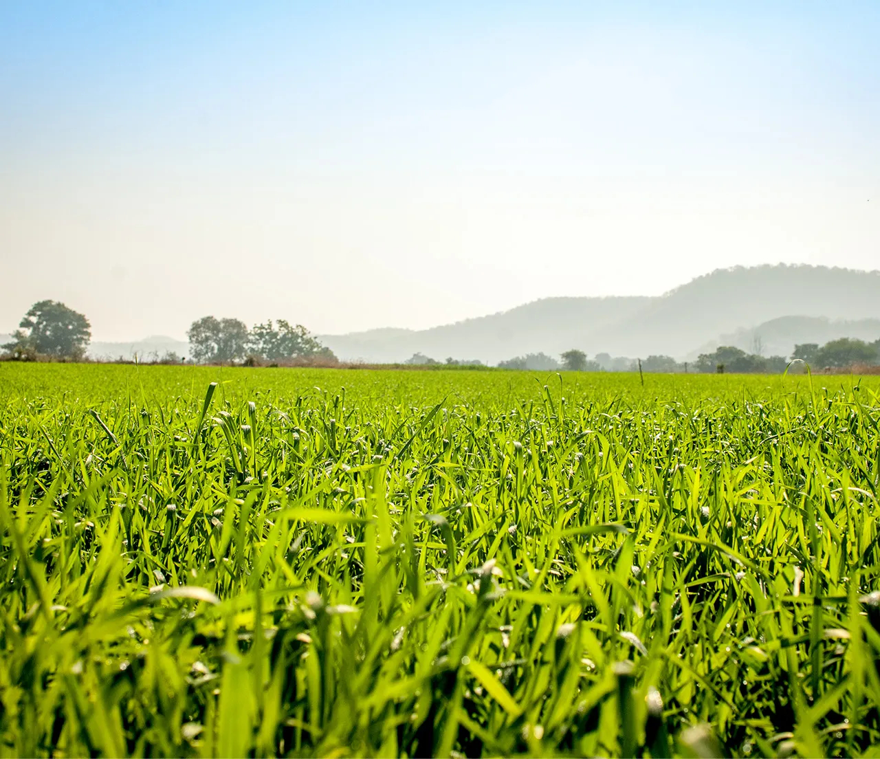 Sebuah gambar menampilkan lapangan pertanian yang hijau