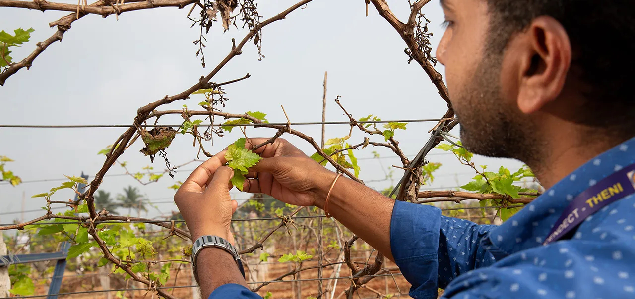 Seorang lelaki menjaga tanaman di ladang anggur India