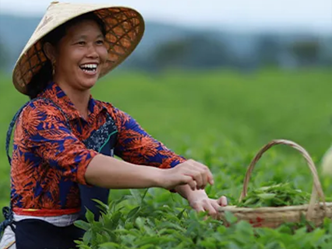 Ženska obira listje čaja