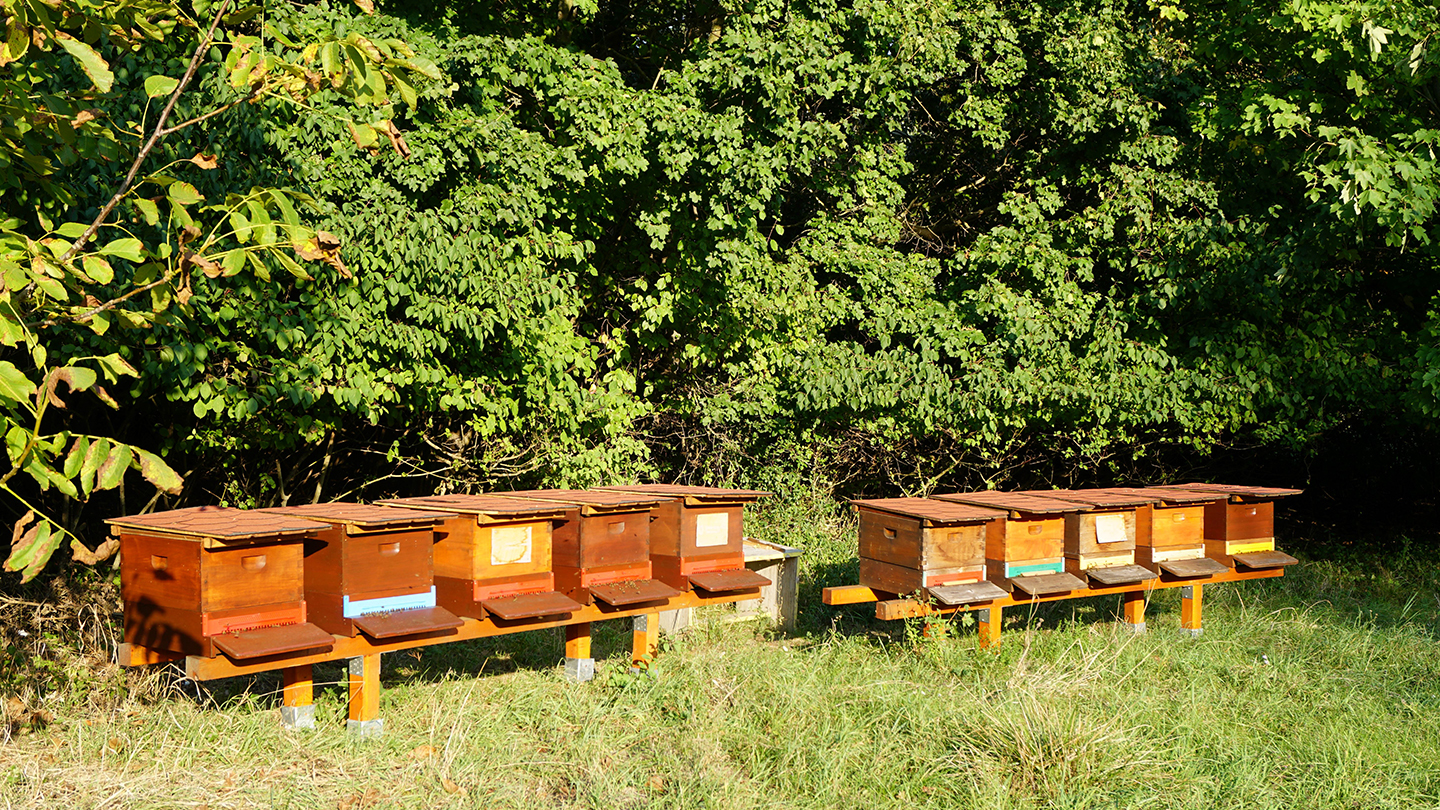 Bienenstöcke
