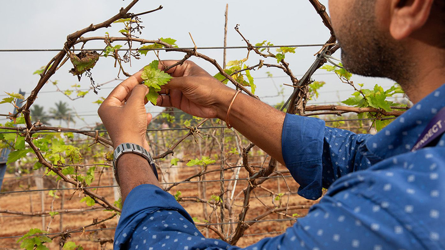 A man tends to crops on an Indian grape farm