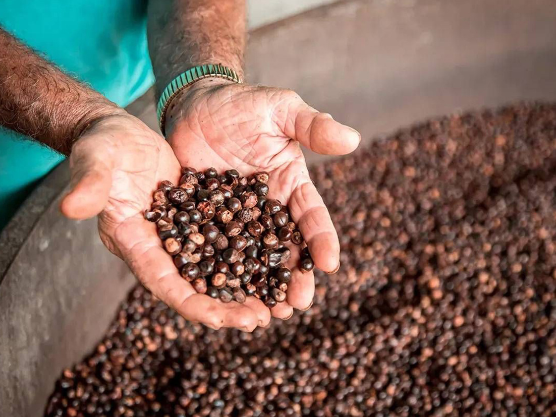 Hands of a person holding a handful of grains