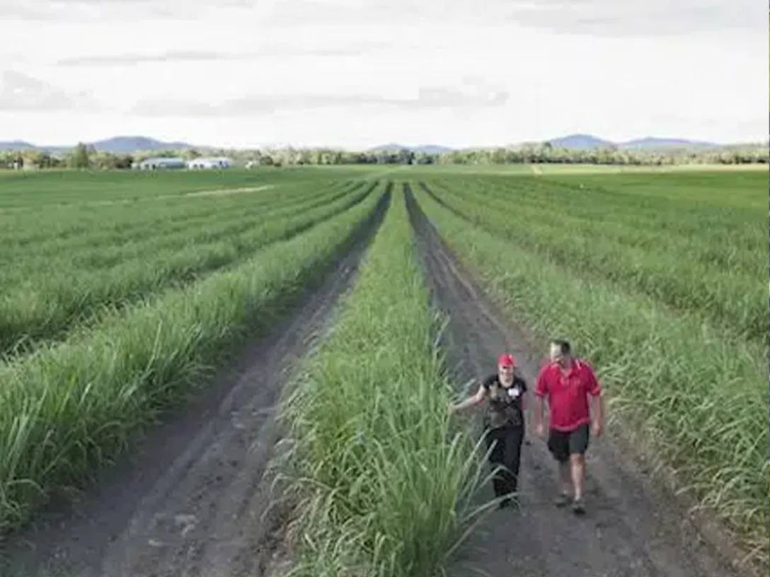 An old couple walking beside the grown crops