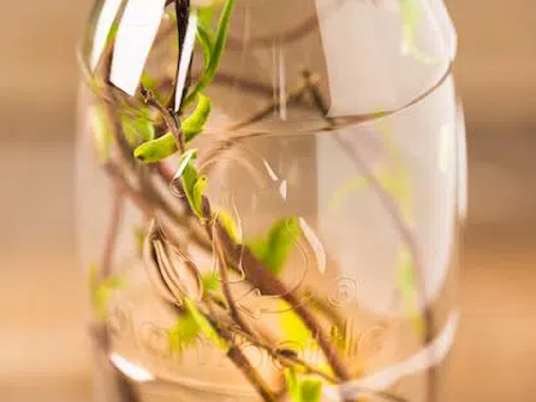 Detalhe de uma garrafa reciclável com algumas plantas no seu interior
