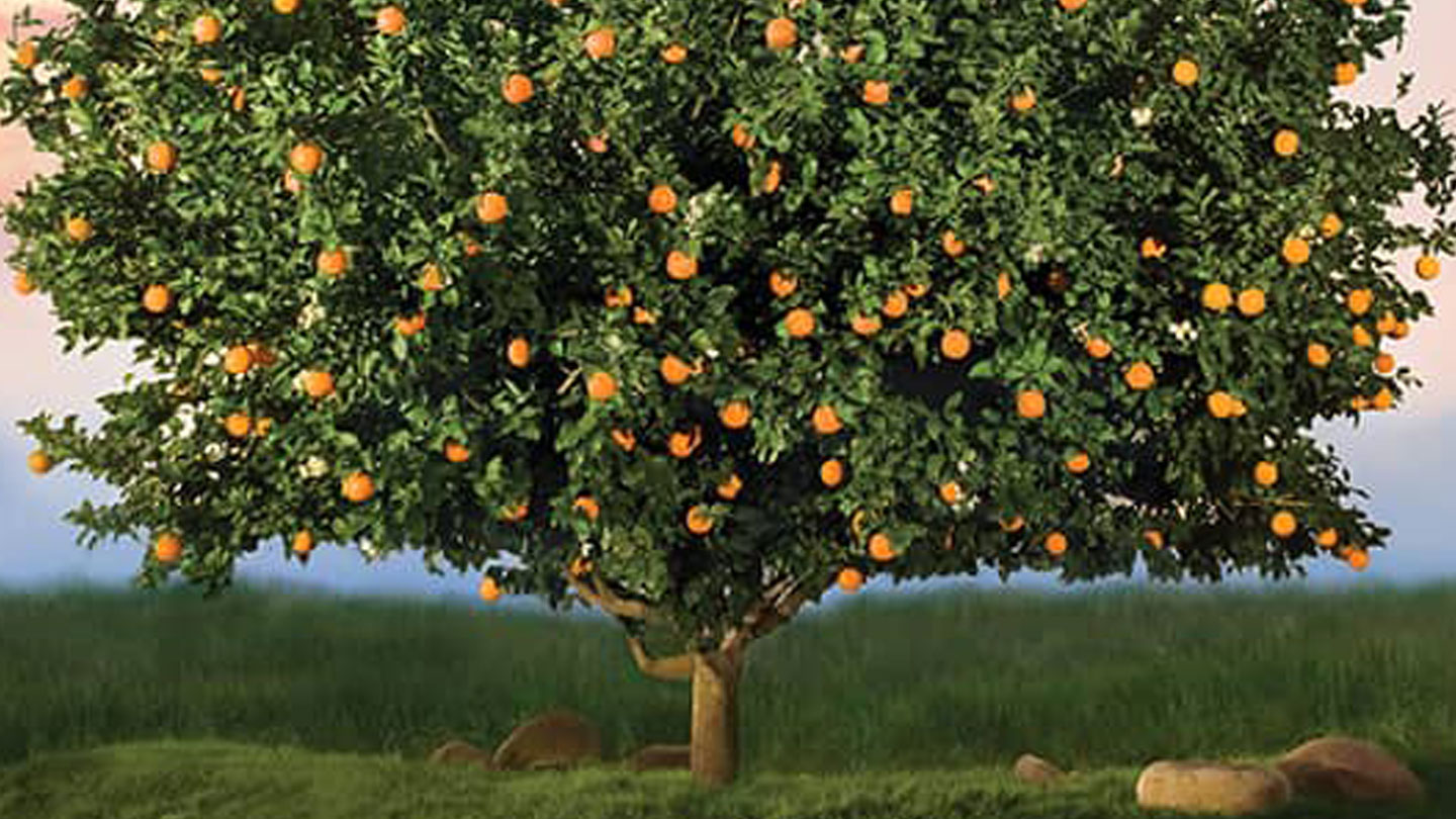 An orange tree