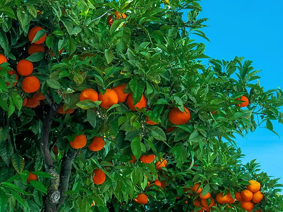 Detail of an orange tree on a sunny day