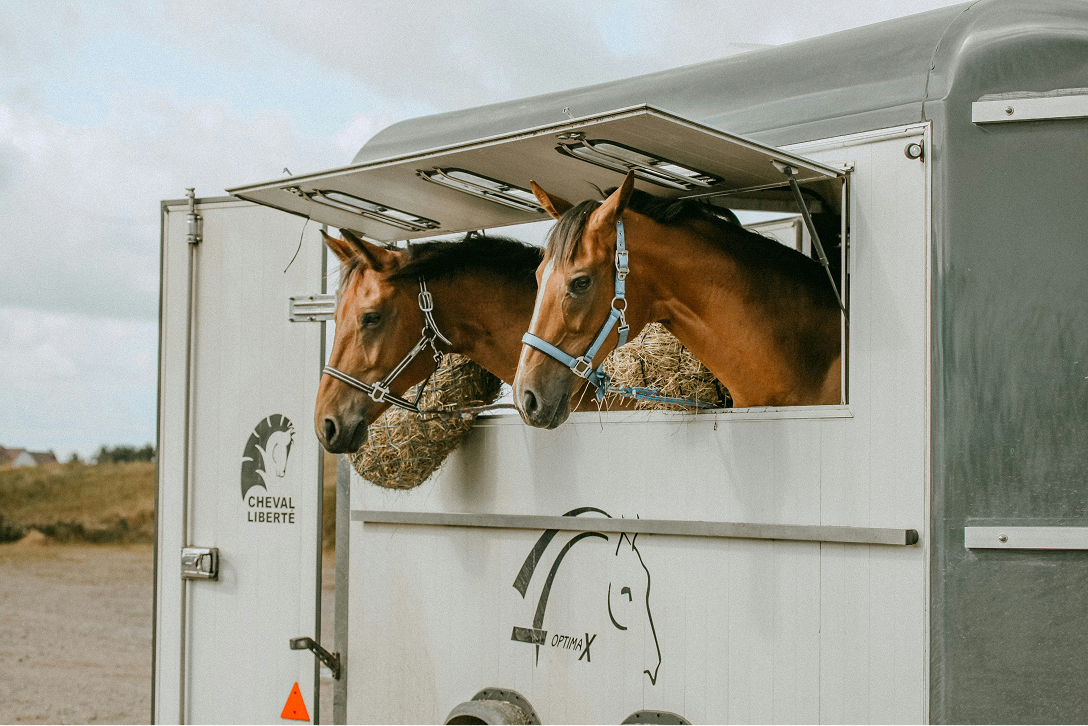 Two horses in a trailer with their heads sticking out the window