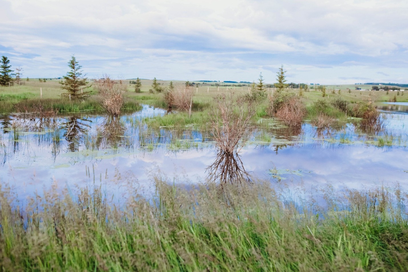 This wetland on a farm in Alberta Photo