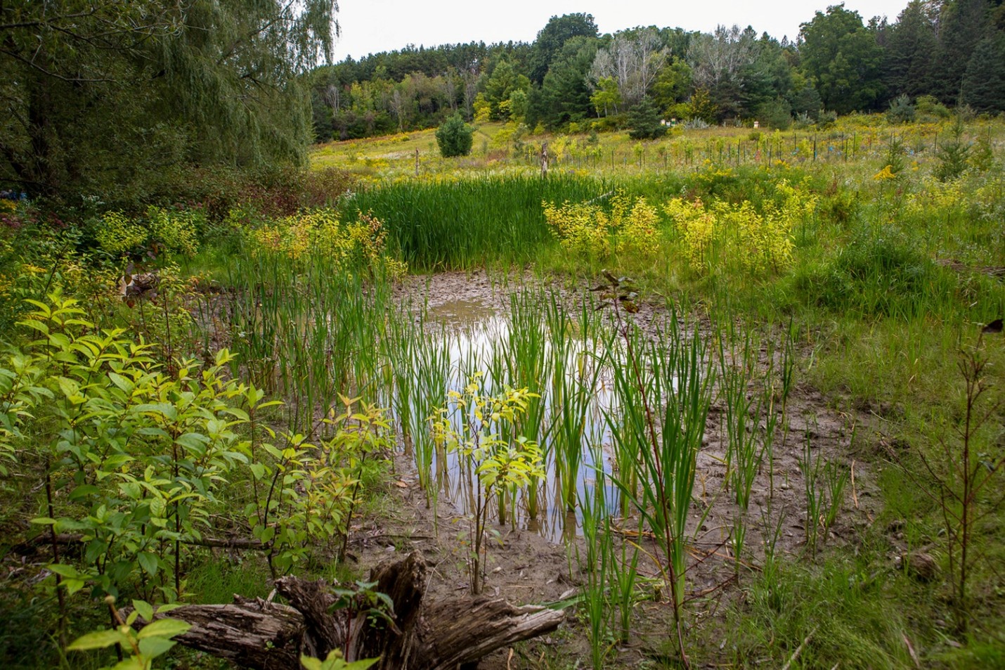 This wetland on a farm in Ontario Photo