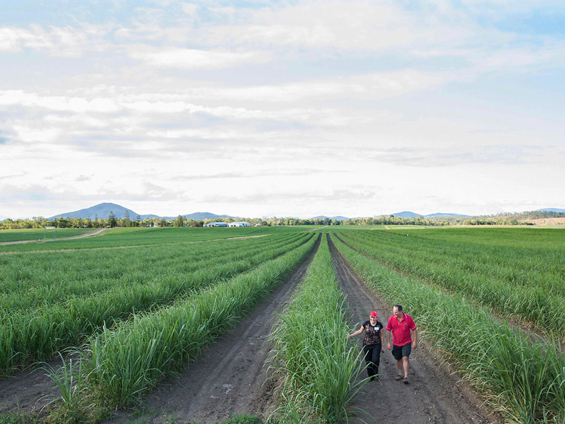 Open view of a agriculture field with two people walking on the foreground