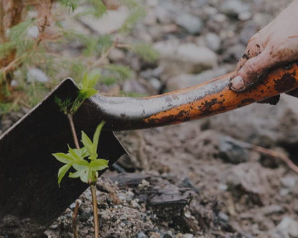 Une femme qui tient une pelle et plante un arbre