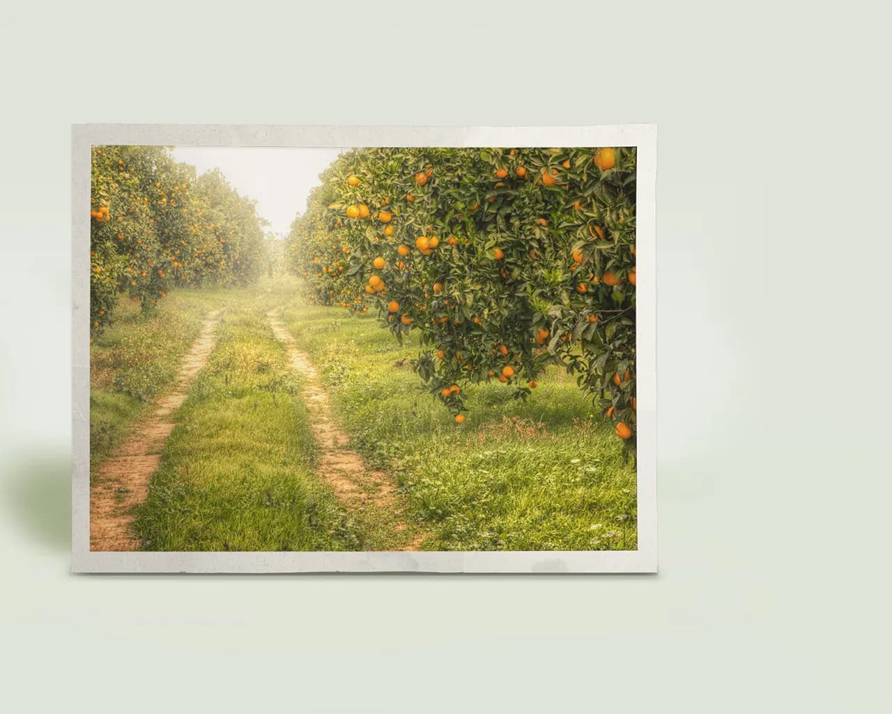 An orange orchard