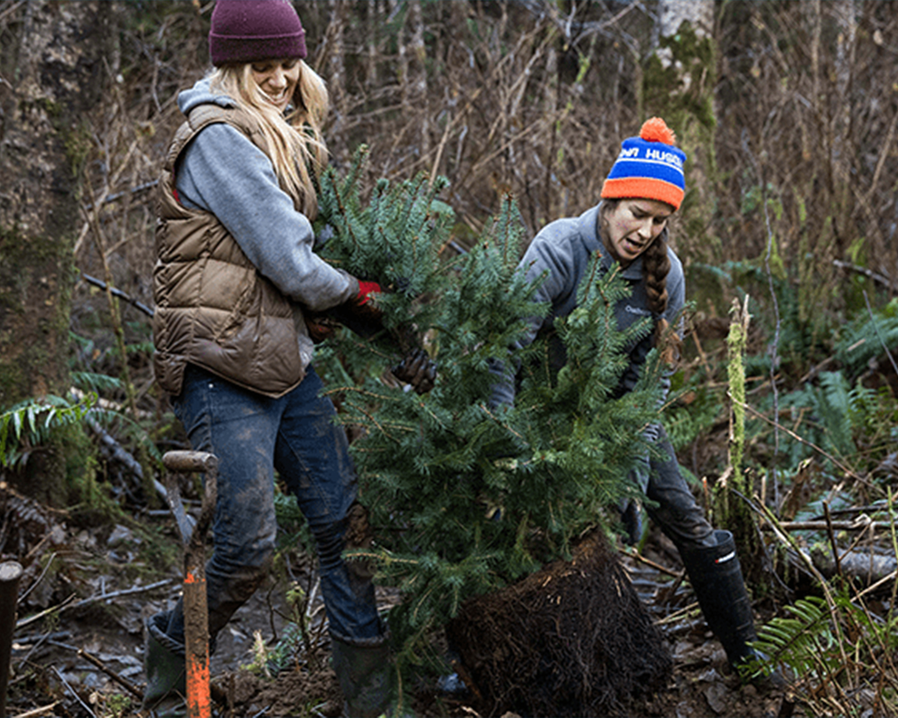  Femmes bénévoles en train de planter des arbres