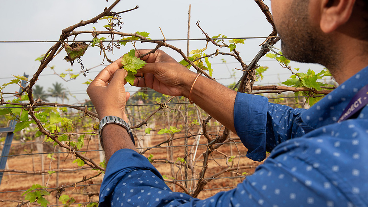 Ένας άντρας συγκομίζει φύλλα σταφυλιών από το αγρόκτημα στην Ινδία