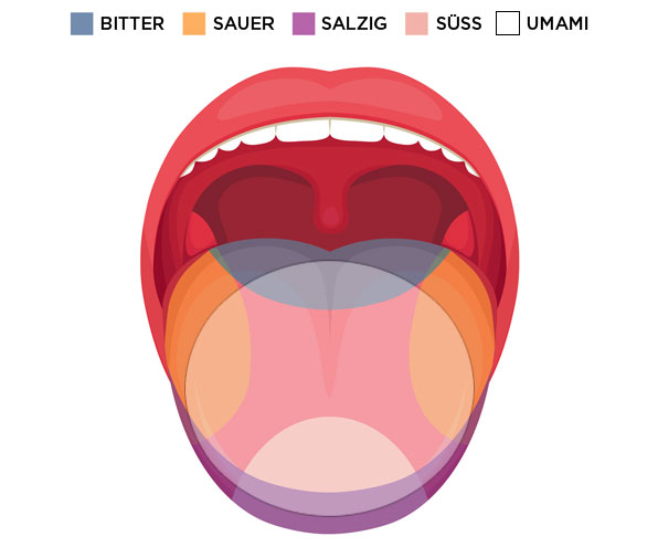 Schematische Darstellung der Zunge und ihrer verschiedenen Geschmackszonen 
