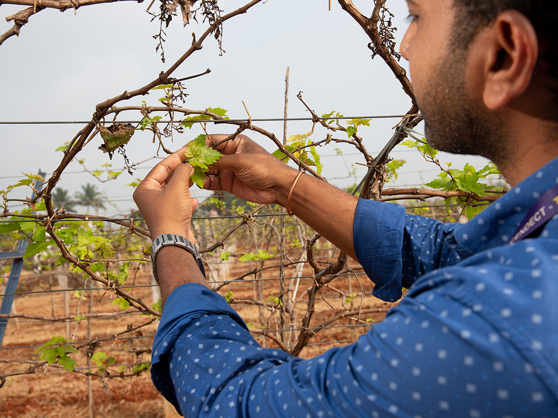 Ein Mann pflückt Weinblätter aus einem indischen Weinberg