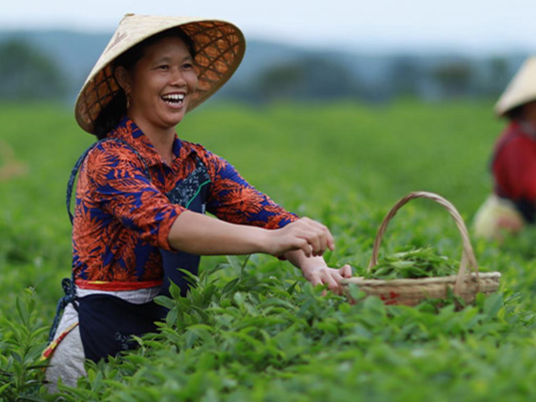 Smilende asiatisk kvinde med spids stråhat står midt i en grøn mark og indsamler afgrøder i en kurv
