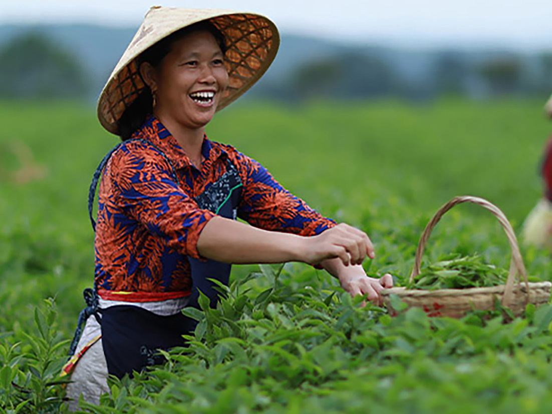 Une travailleuse récolte des feuilles de thé sur une plantation de thé