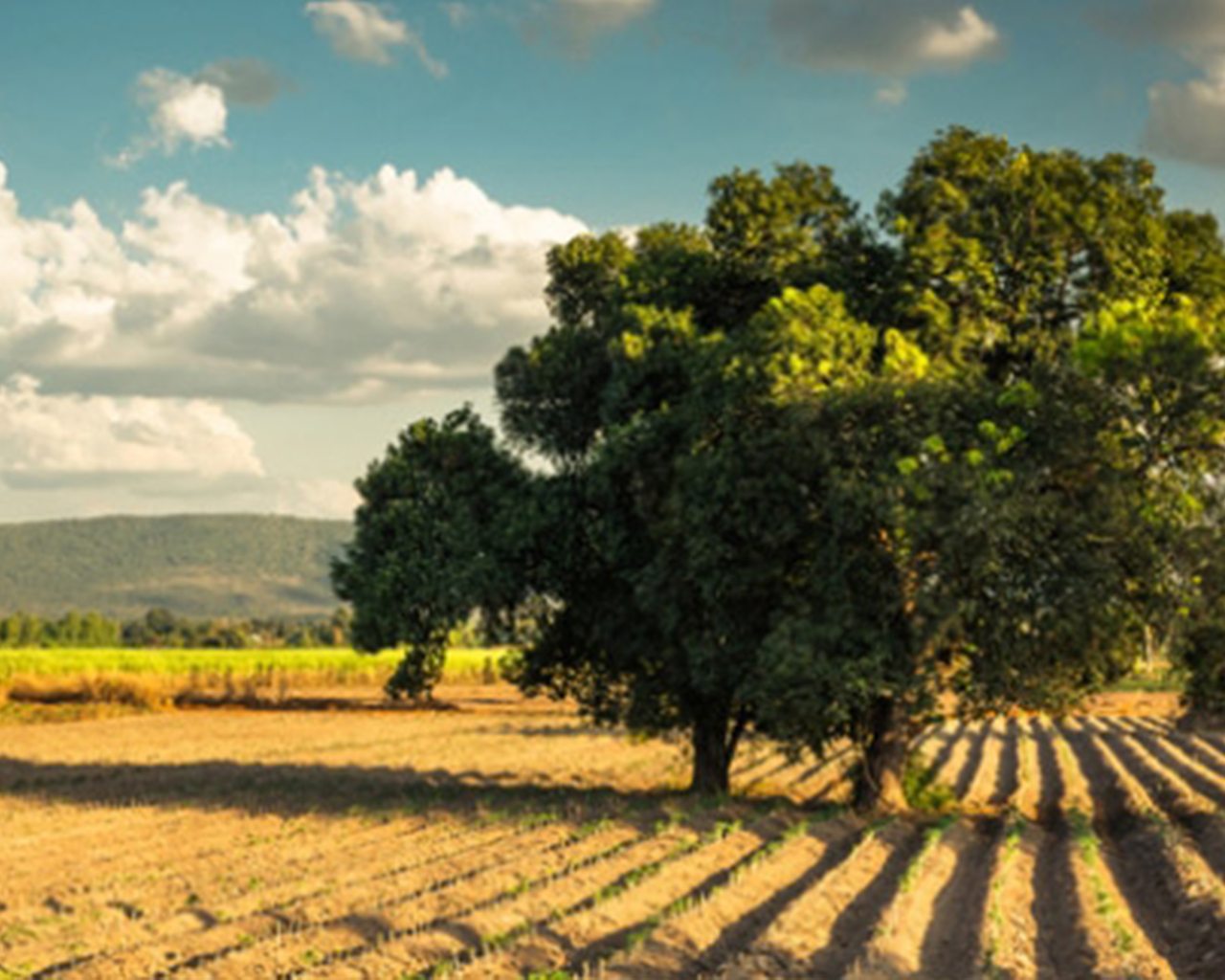 Deux arbres au centre du champ agricole