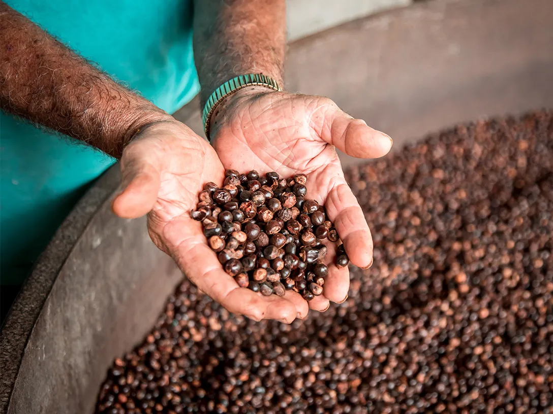Un homme montre des grains de café de qualité dans ses mains