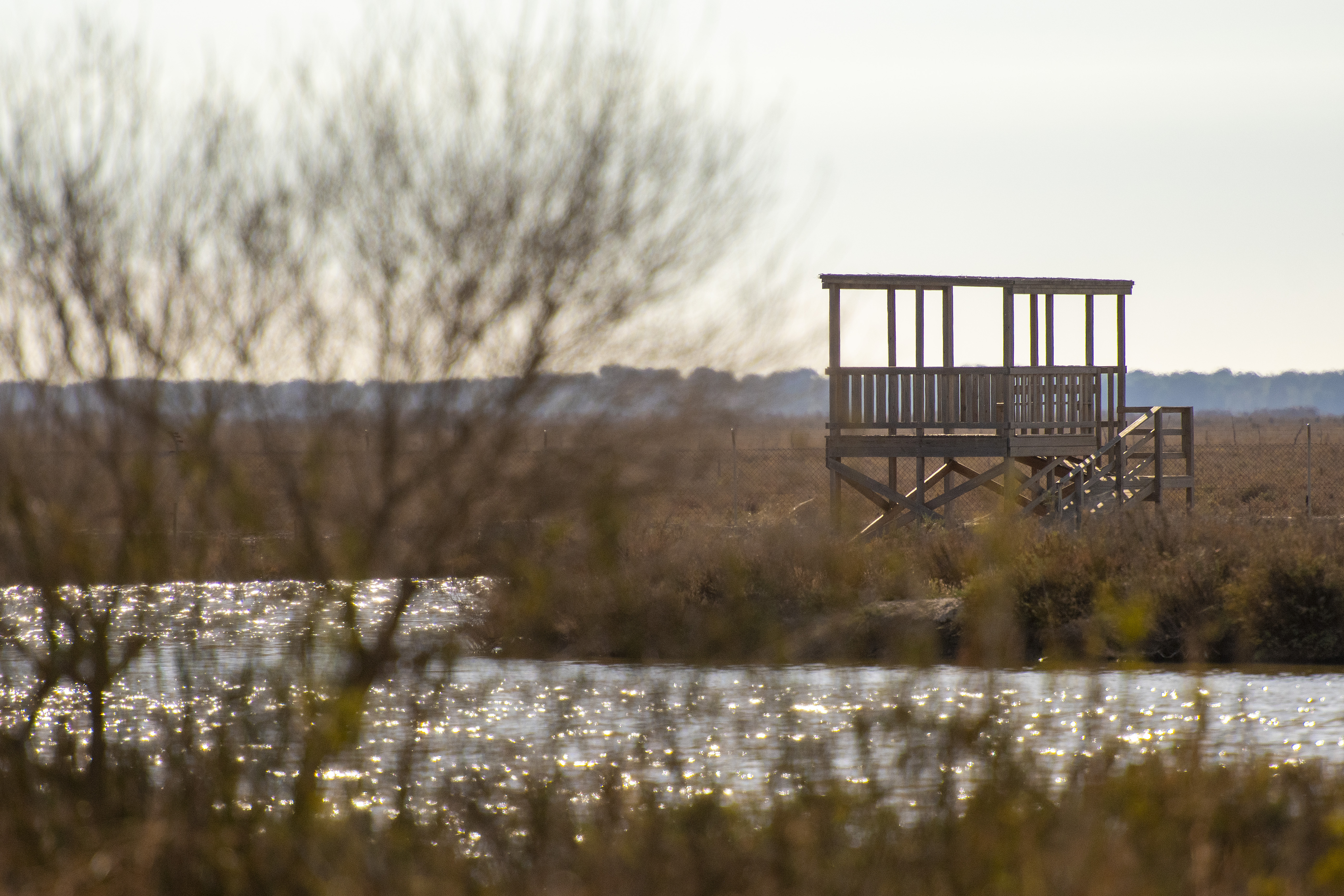 Trebujena (Cádiz), 02/11/2022.
Visita al proyecto "Misión posible. Desafío Guadalquivir", con el objetivo de restaurar humedales en el estuario del Guadalquivir en Trebujena. Proyecto realizado por WWF y supervisado y financiado por The Coca-Cola Foundation.
Fotografia: Juan Jose Ubeda.