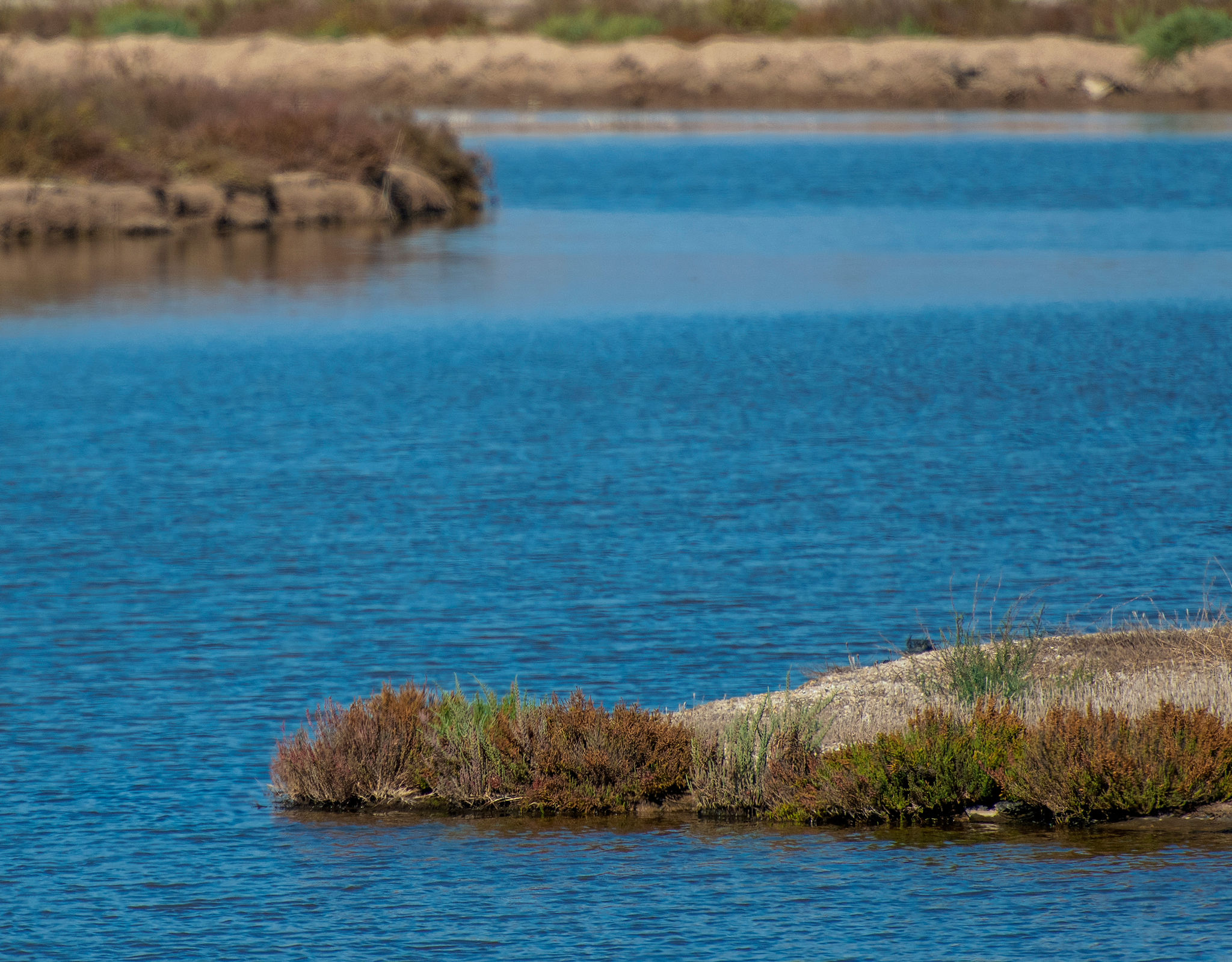 Pantano de agua en el que se deja ver la naturaleza que rodea el espacio