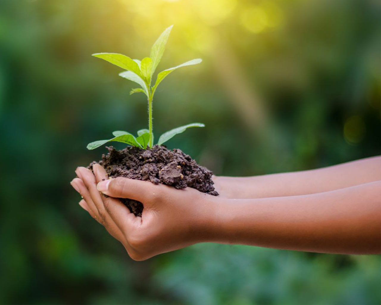 Des mains tenant une plante pour promouvoir la durabilité