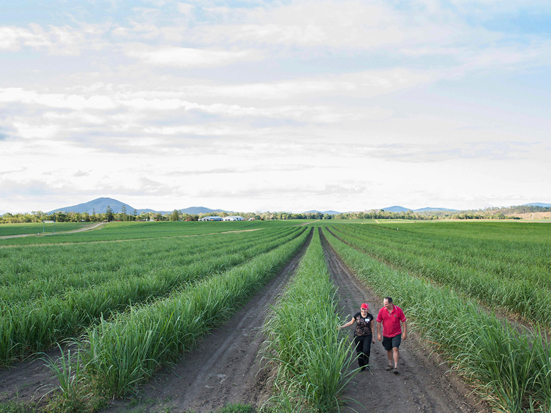 Open view of an agriculture field with two people walking on the foreground