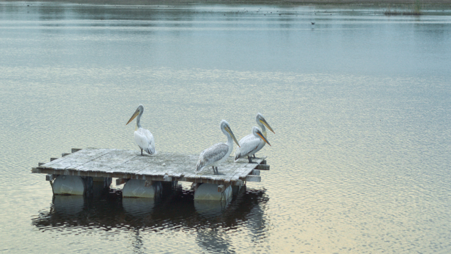 Skupina pelikana odmara na drvenom pontonu iznad mirne vodene površine