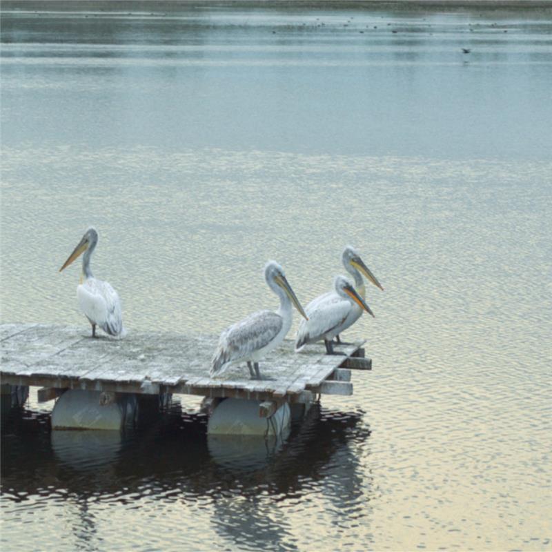 Skupina pelikana odmara na drvenom pontonu iznad mirne vodene površine