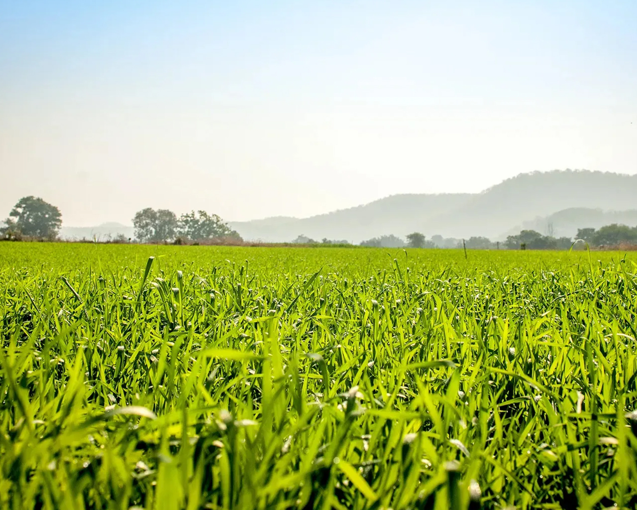 Open field on a sunny day