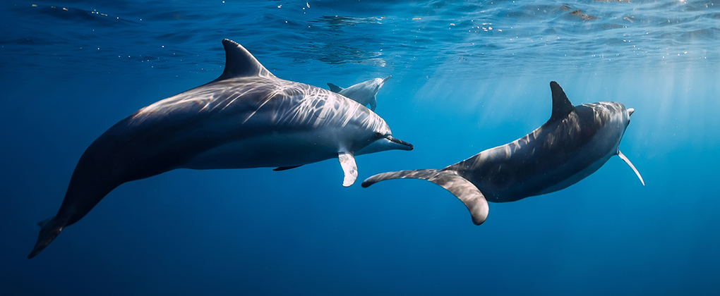 Due delfini in mare.