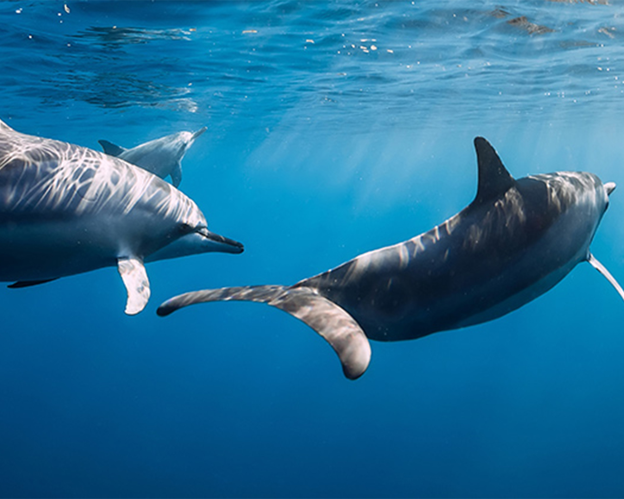 Due delfini in mare.