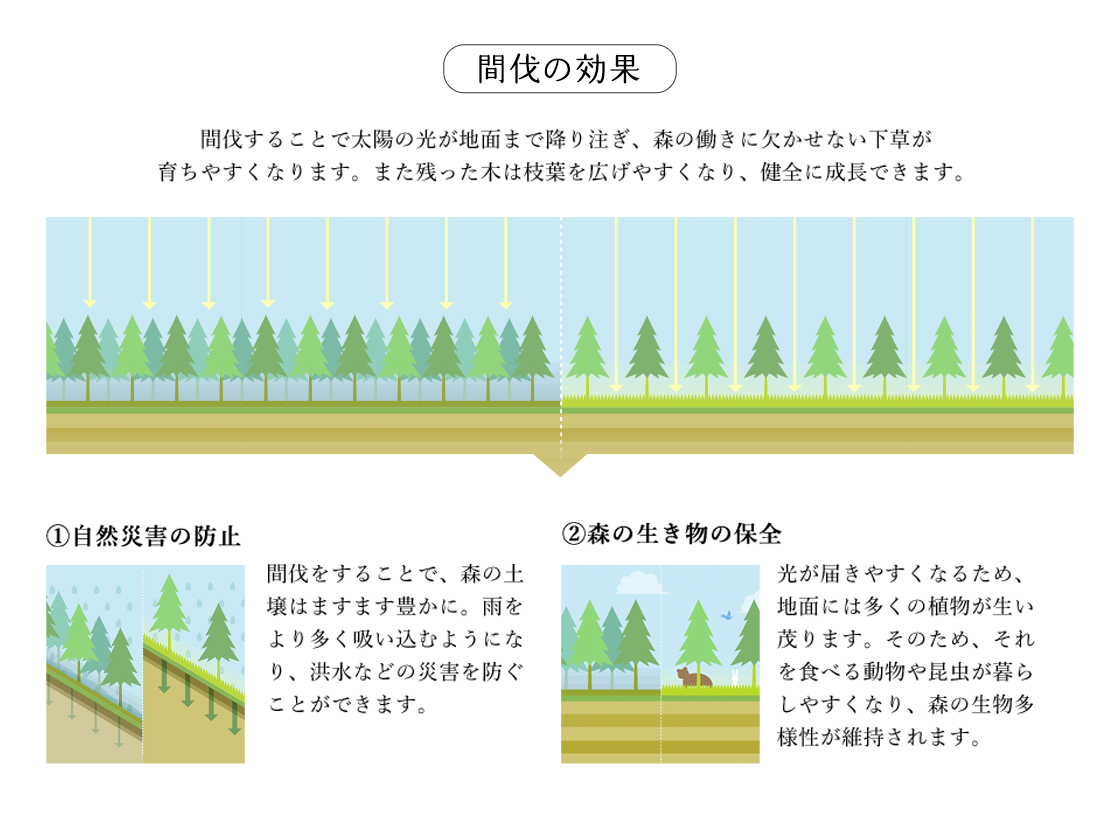 間伐の効果