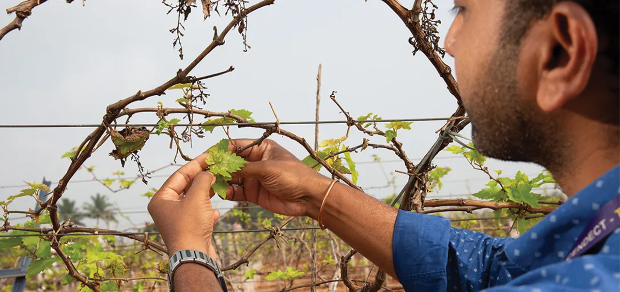 A man tends to crops on an Indian grape farm