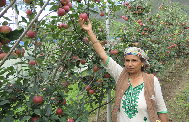 Woman picking apples from an apple tree