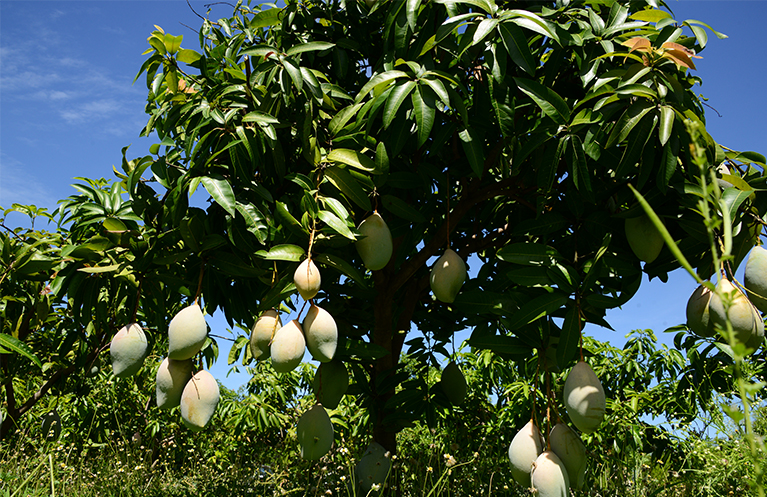 Fruit trees and a blue sky