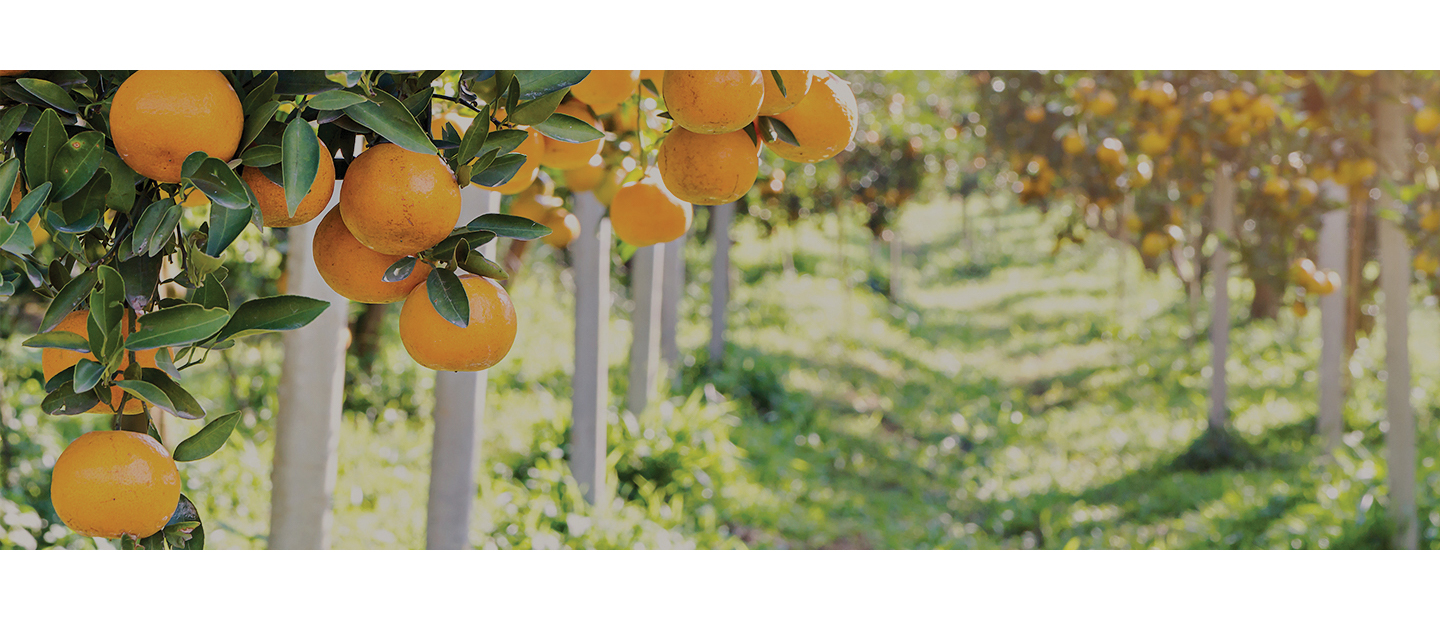 Orange trees