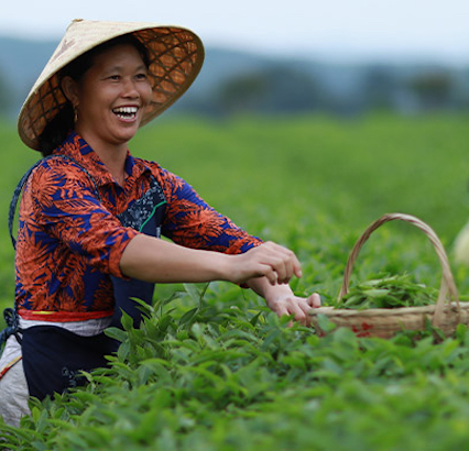 Une travailleuse récolte des feuilles de thé sur une plantation de thé