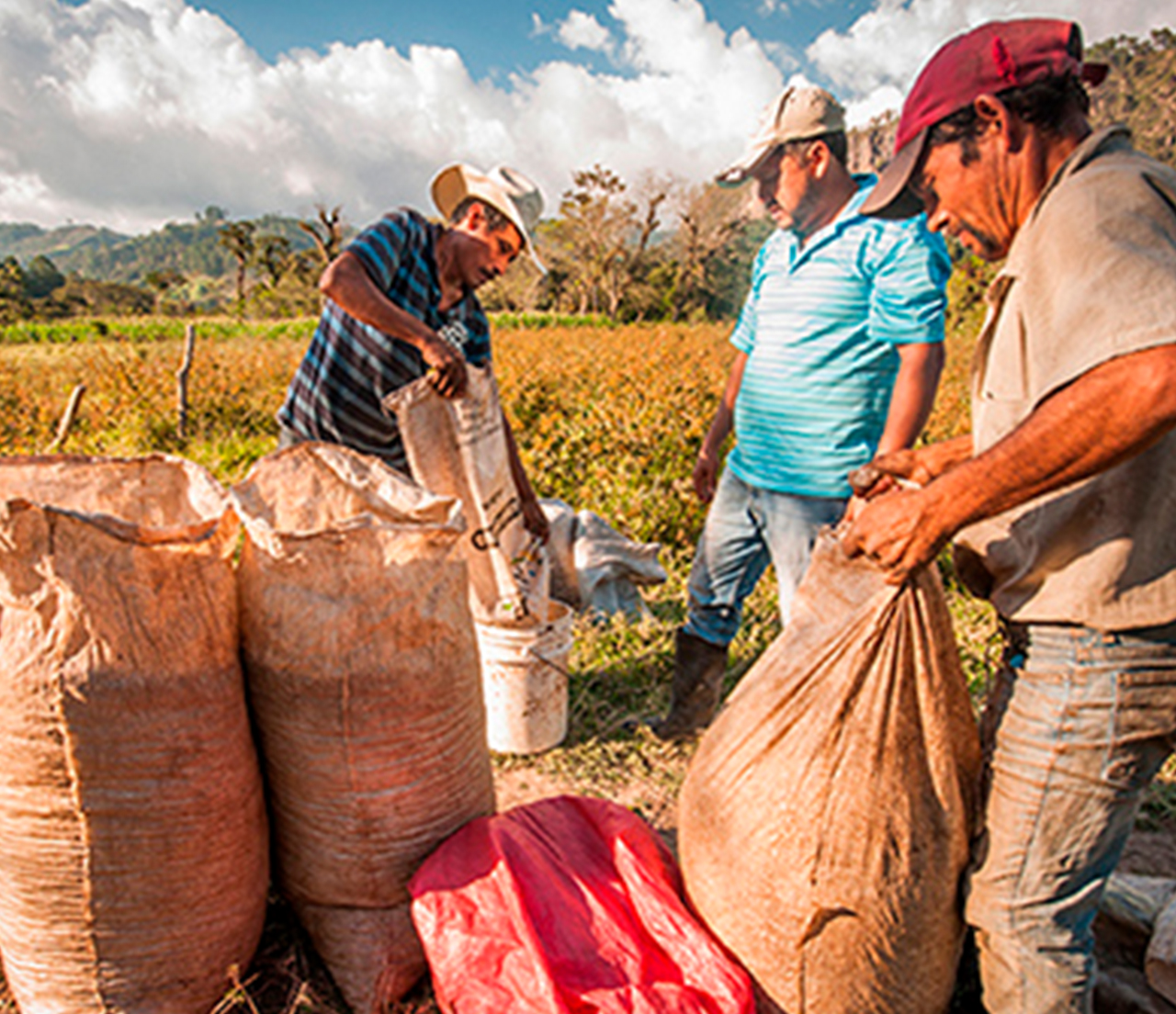 Alianza por la producción responsable y sostenible de café y recursos naturales