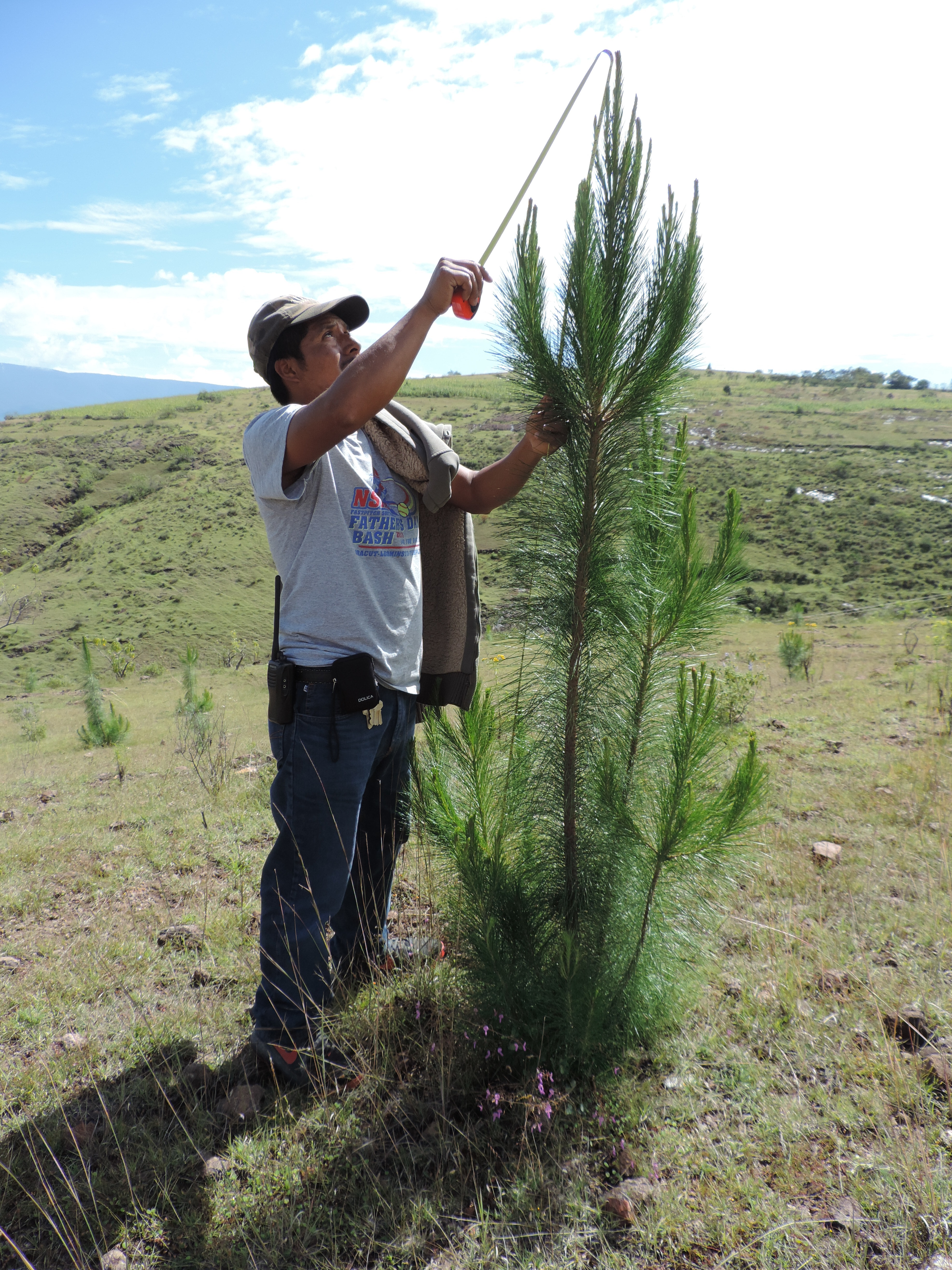 Hombre en acción, controla la plantación de árboles