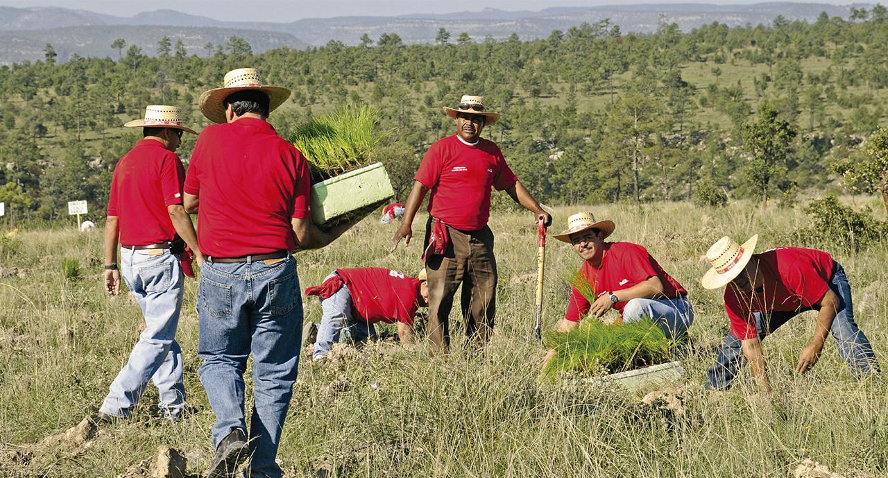 Cosechadores realizan su tarea, en el marco del Programa Nacional de Reforestación y Cosecha de Agua (PNRCA)