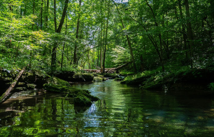 Un río rodeado de árboles