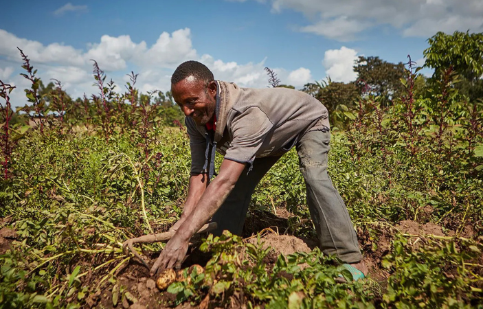 Een persoon is aan het werk op een landbouwveld, bukkend om gewassen uit de grond te trekken. Het is een zonnige dag met een deels bewolkte lucht en groene planten omringen het veld.