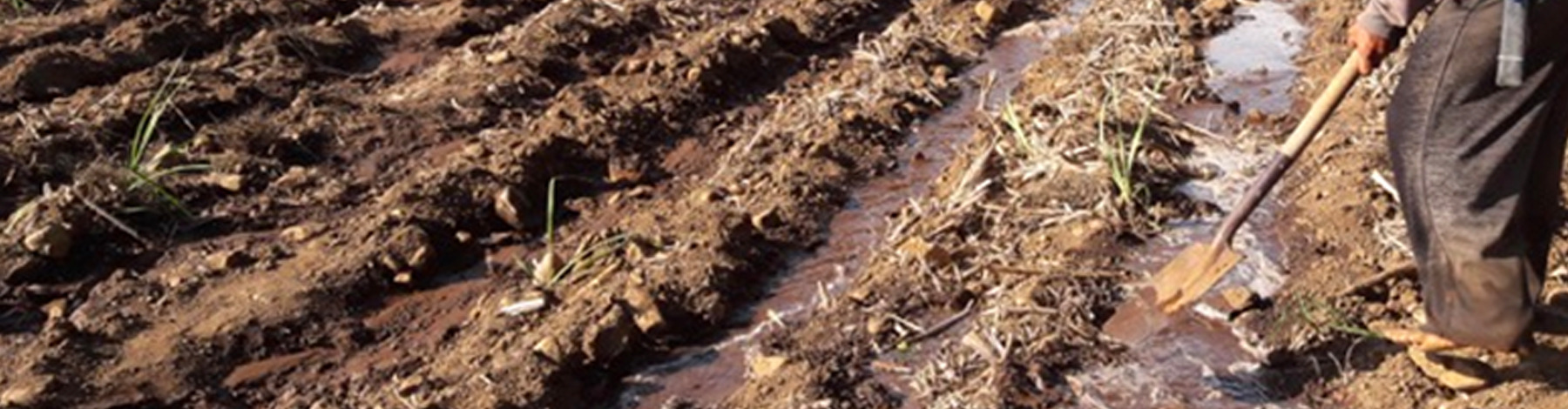 A person working in an agriculture area