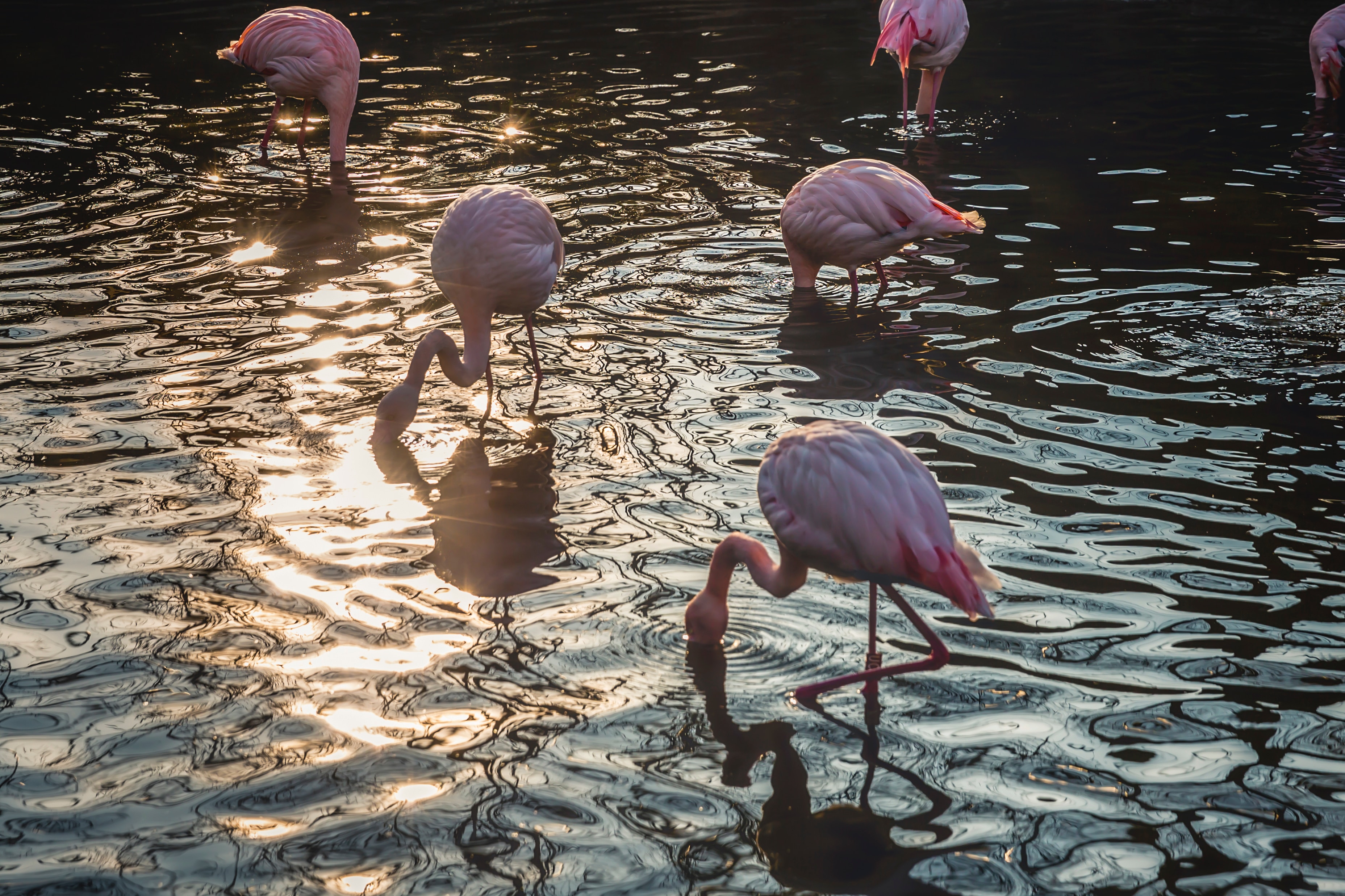 Flamingos bebendo água de um rio