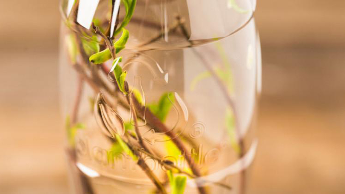 Uma planta no interior de uma garrafa de vidro