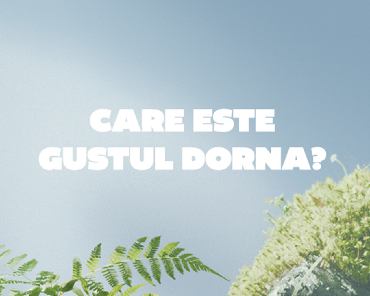 Text mare alb pe fundal albastru deschis, cu mesajul „Care este gustul Dorna?”, iar în colțul din dreapta jos se văd roci acoperite cu mușchi și frunze verzi.