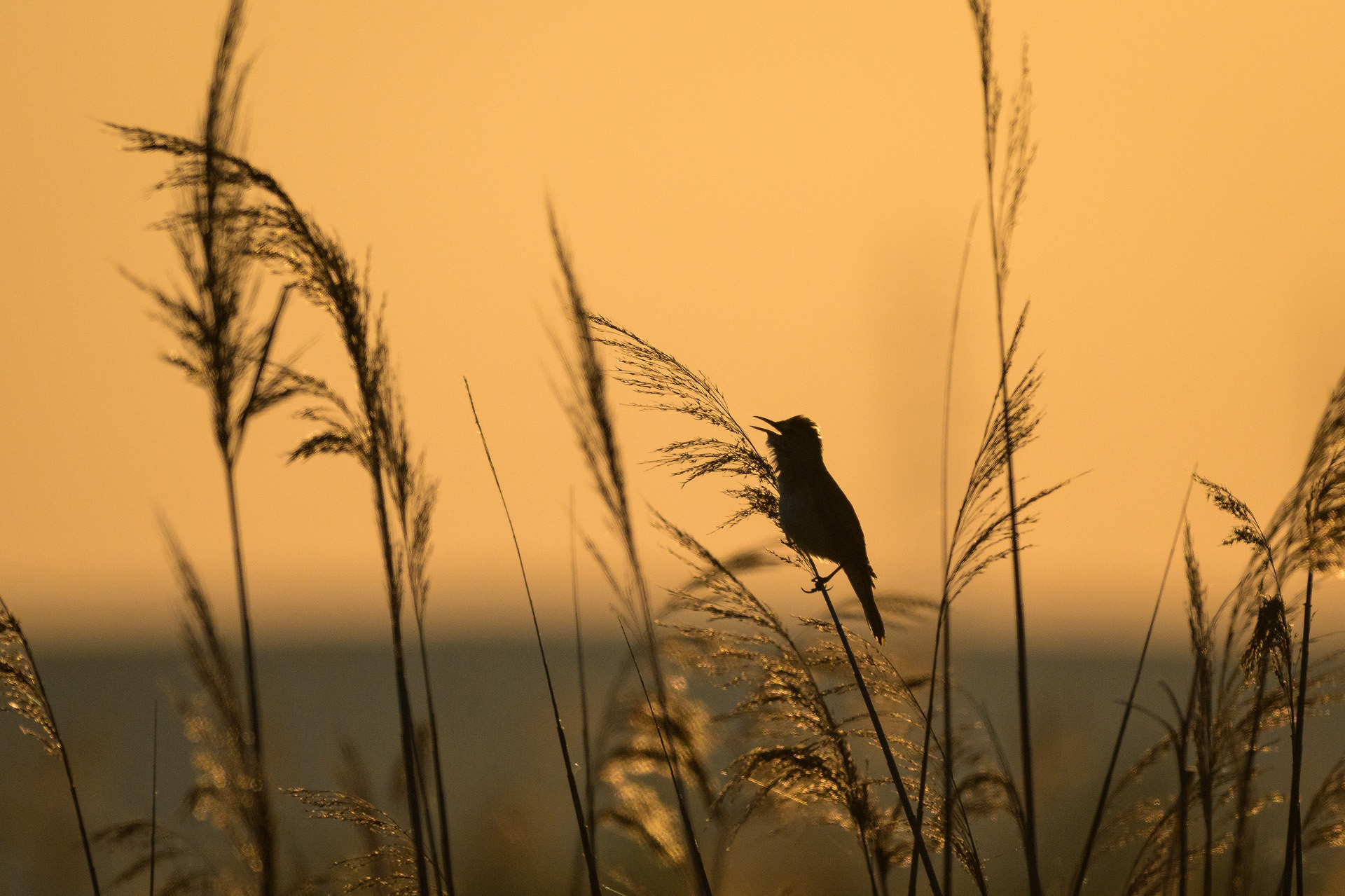 Pasăre pe o tulpină, în apus de soare